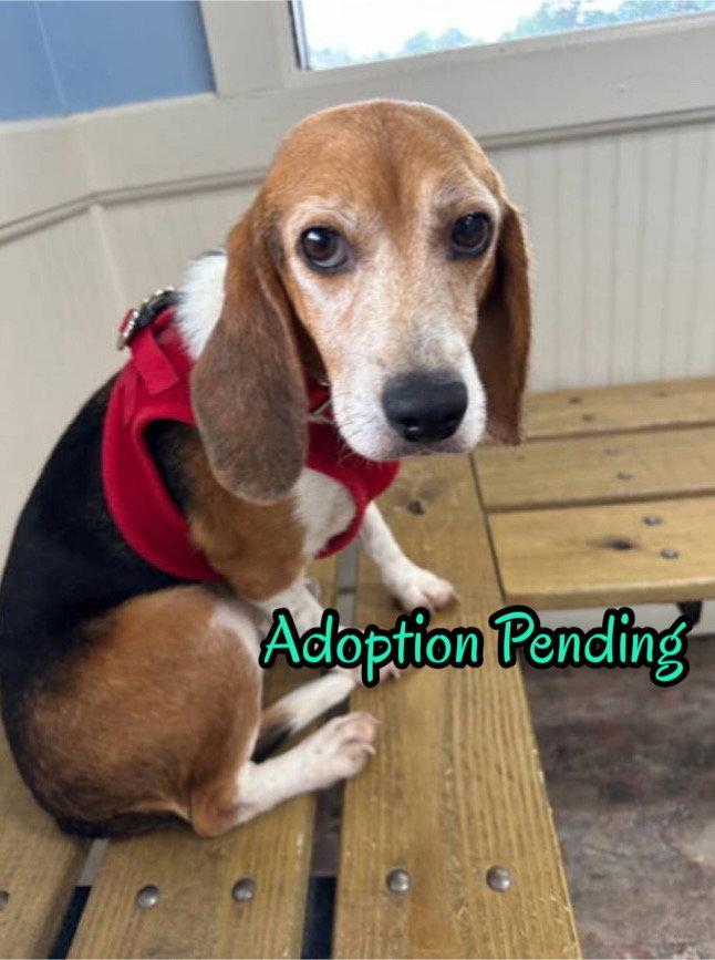 Rosa Lee, a Adoptable Beagle in Dunnellon, FL image 2/3