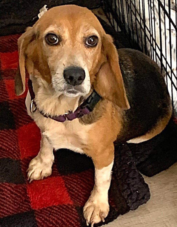 Rosa Lee, a Adoptable Beagle in Dunnellon, FL image 3/3