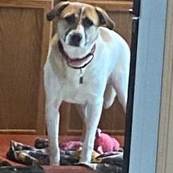 Fletcher, Adoptable, Adult Male Mixed Breed.