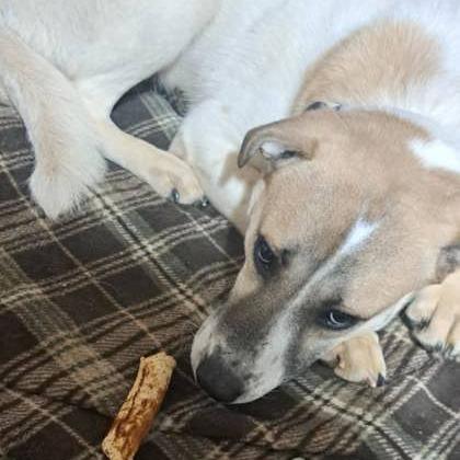 Fletcher, Adoptable, Adult Male Mixed Breed.