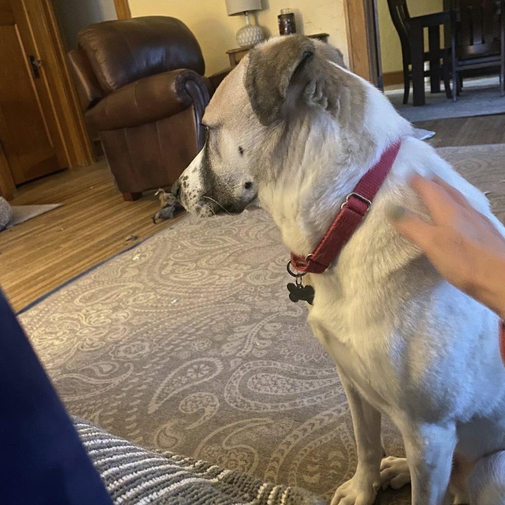 Fletcher, Adoptable, Adult Male Mixed Breed.