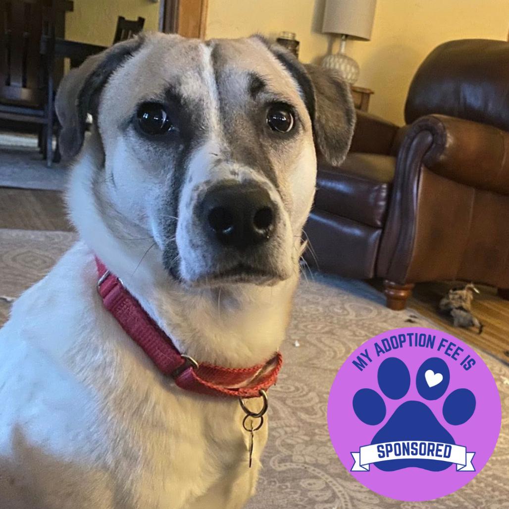 Enlarge Fletcher, a Adoptable Mixed Breed in DeKalb, IL image 3/6