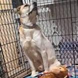 Enlarge Fletcher, a Adoptable Mixed Breed in DeKalb, IL image 4/6