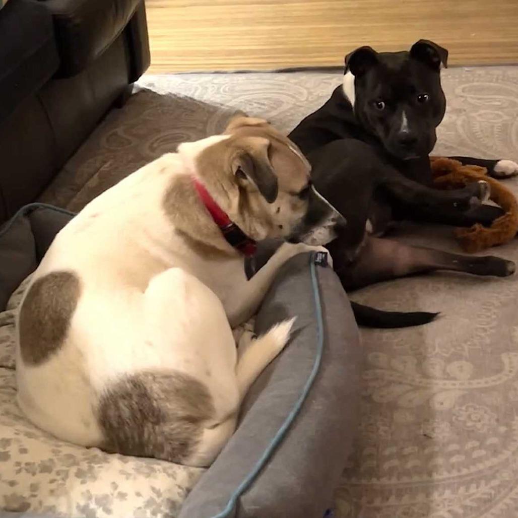 Enlarge Fletcher, a Adoptable Mixed Breed in DeKalb, IL image 5/6