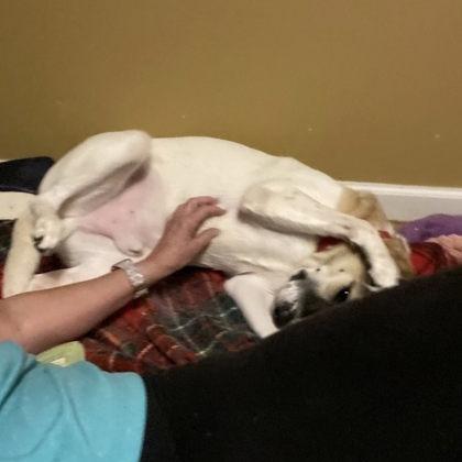 Enlarge Fletcher, a Adoptable Mixed Breed in DeKalb, IL image 6/6