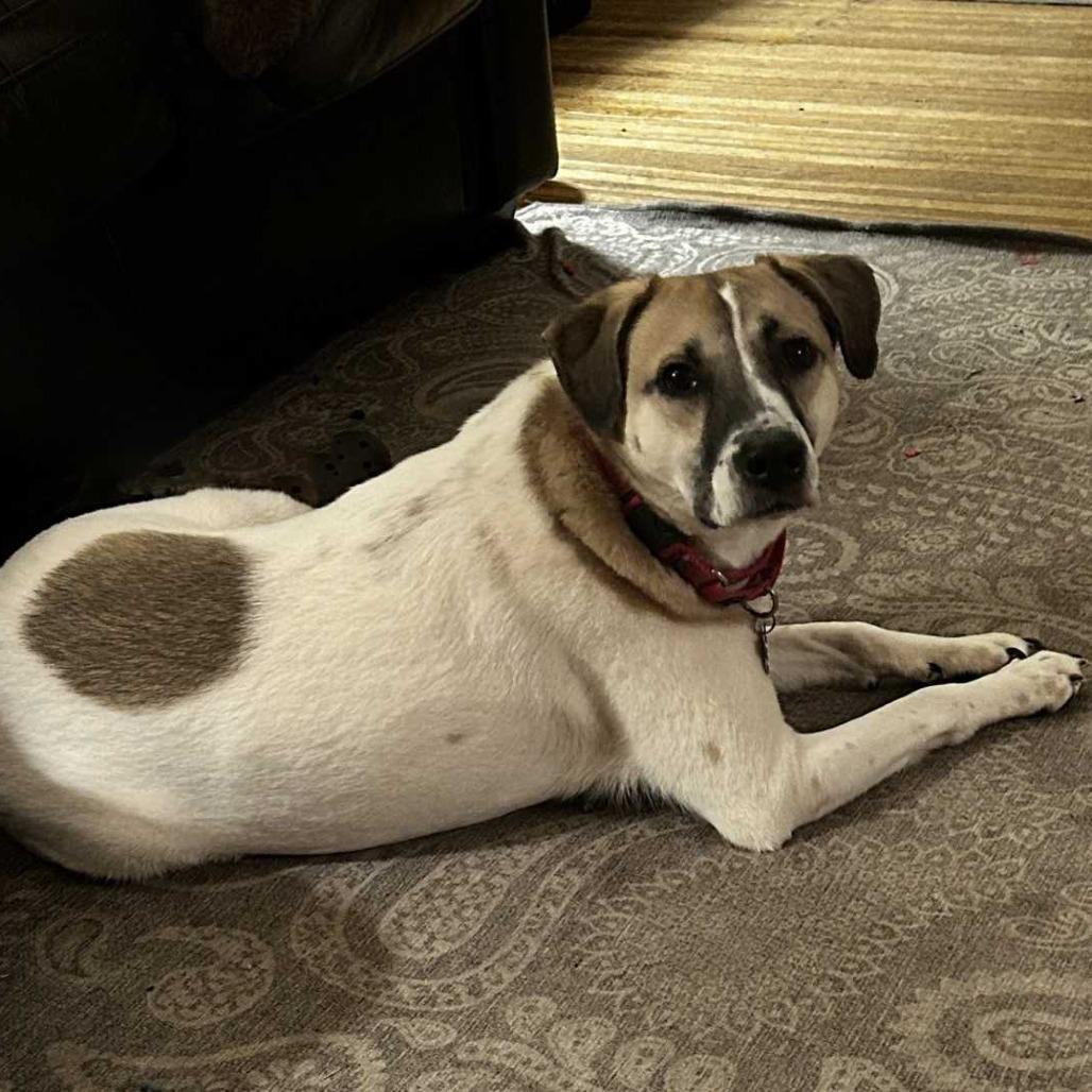 Enlarge Fletcher, a Adoptable Mixed Breed in DeKalb, IL image 6/6