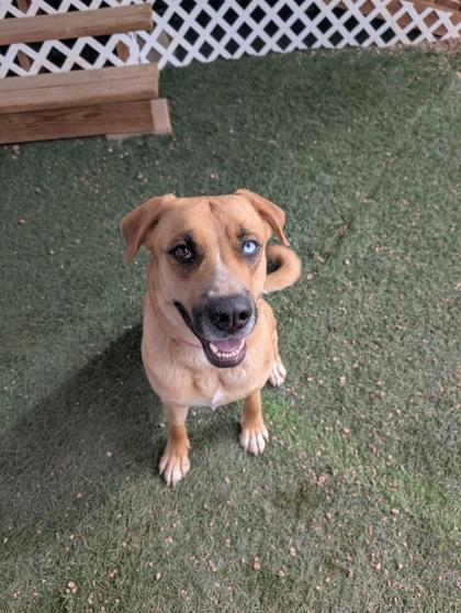 Goldie, Adoptable, Adult Female Shepherd & Siberian Husky.