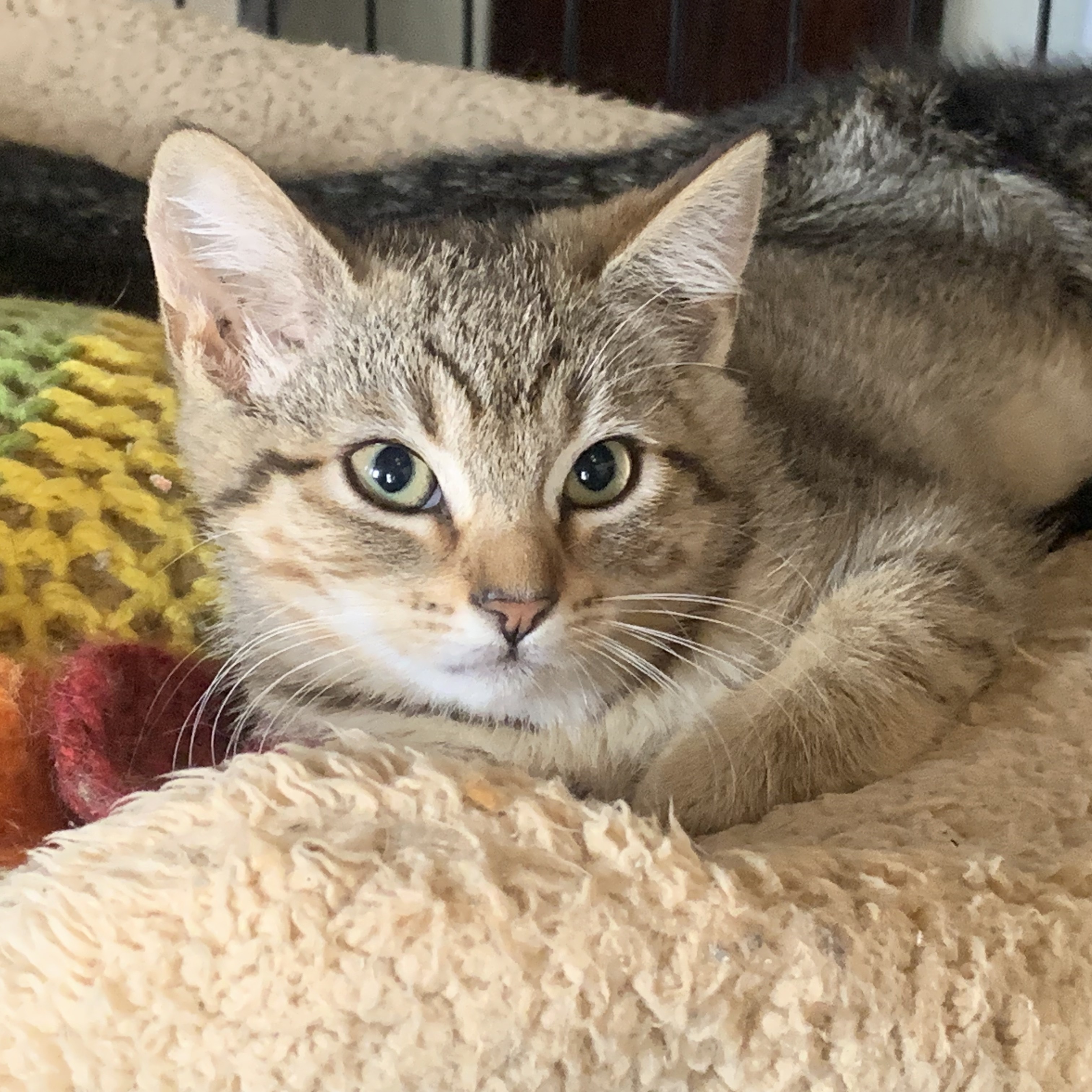 Sandy, Adoptable, Young Female Domestic Short Hair.
