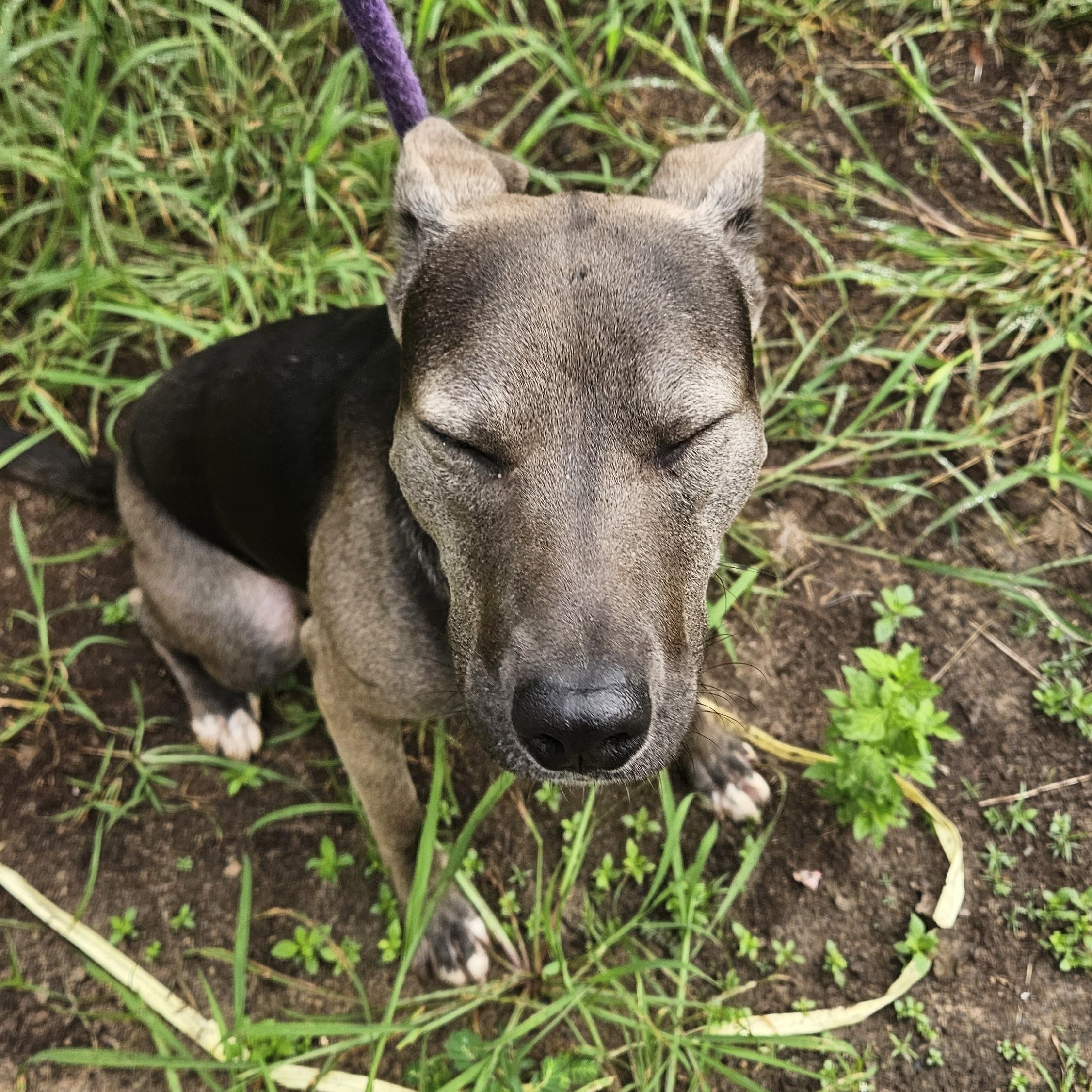 Dog for adoption - Misty - NY, a Black Labrador Retriever Mix in Dix ...
