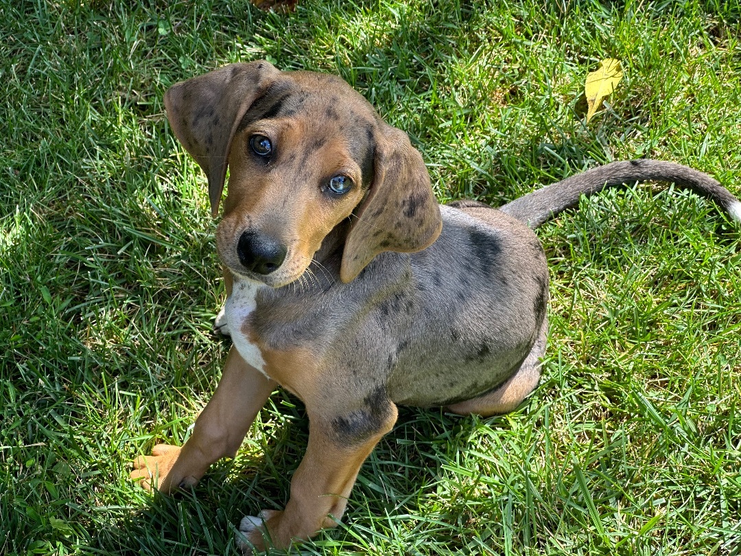 Enlarge JOSIE, a Adopted mixed breed in Lovettsville, VA image 1/9