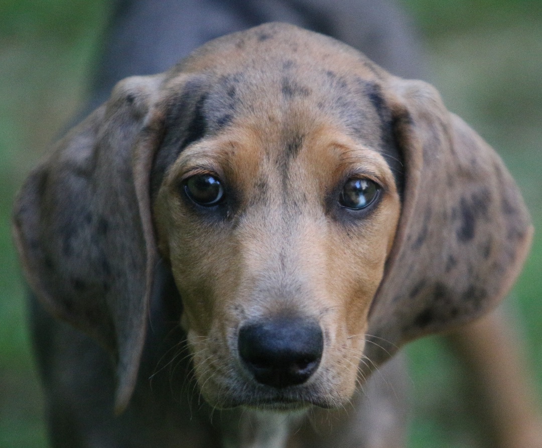 Enlarge JOSIE, a Adopted mixed breed in Lovettsville, VA image 2/9