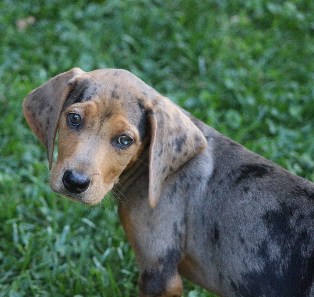 Enlarge JOSIE, a Adopted mixed breed in Lovettsville, VA image 3/9
