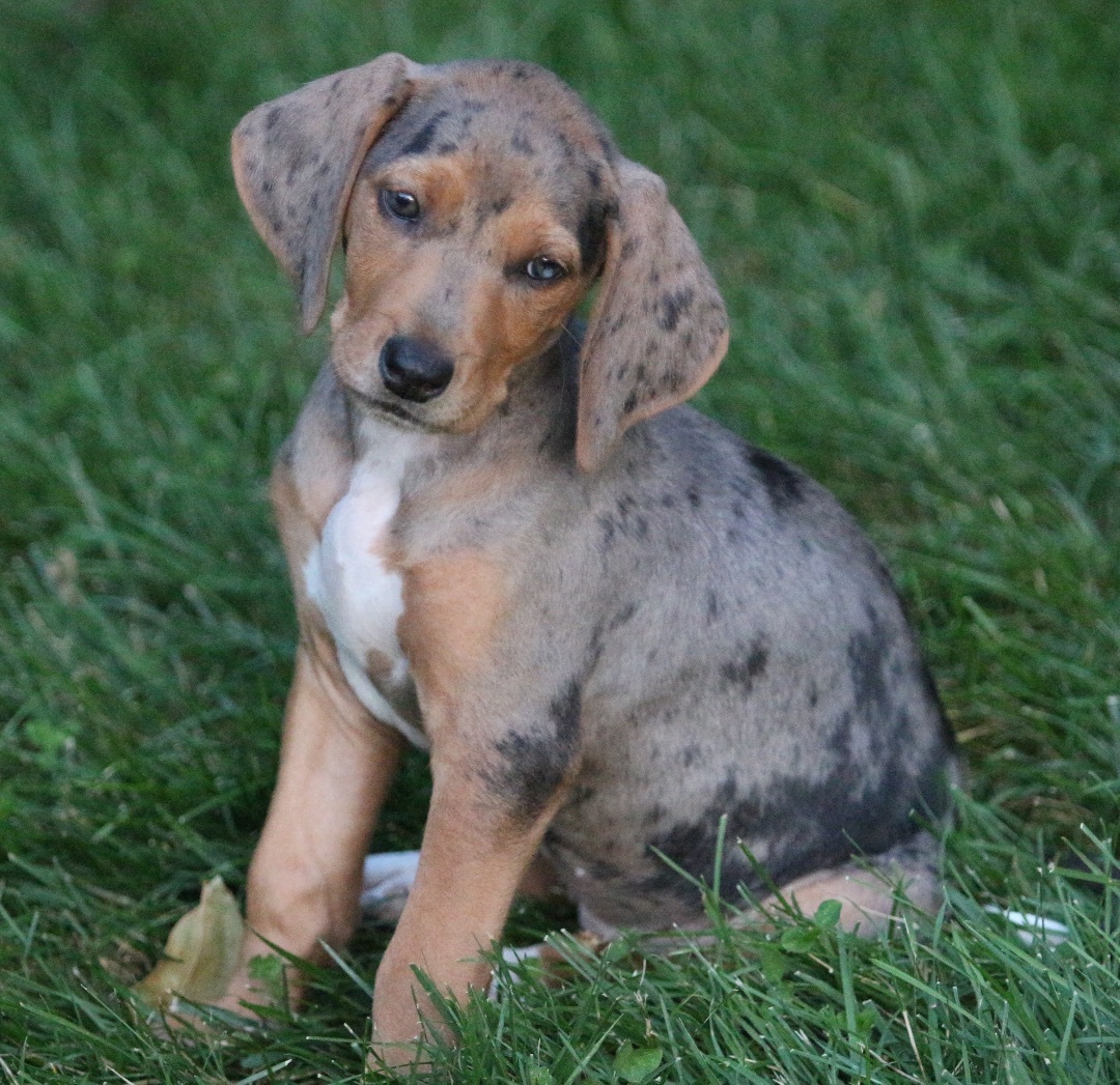 Enlarge JOSIE, a Adopted mixed breed in Lovettsville, VA image 4/9