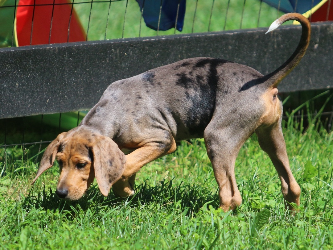 Enlarge JOSIE, a Adopted mixed breed in Lovettsville, VA image 5/9