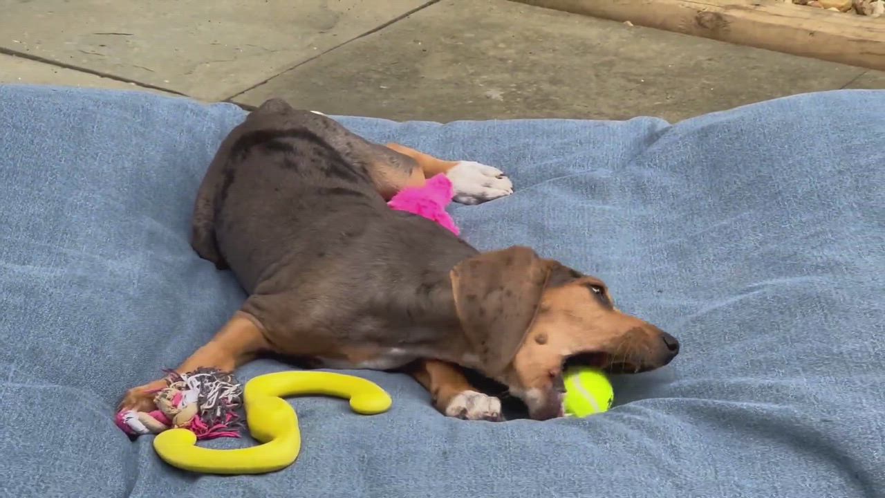 Enlarge JOSIE, a Adopted mixed breed in Lovettsville, VA video 8/9