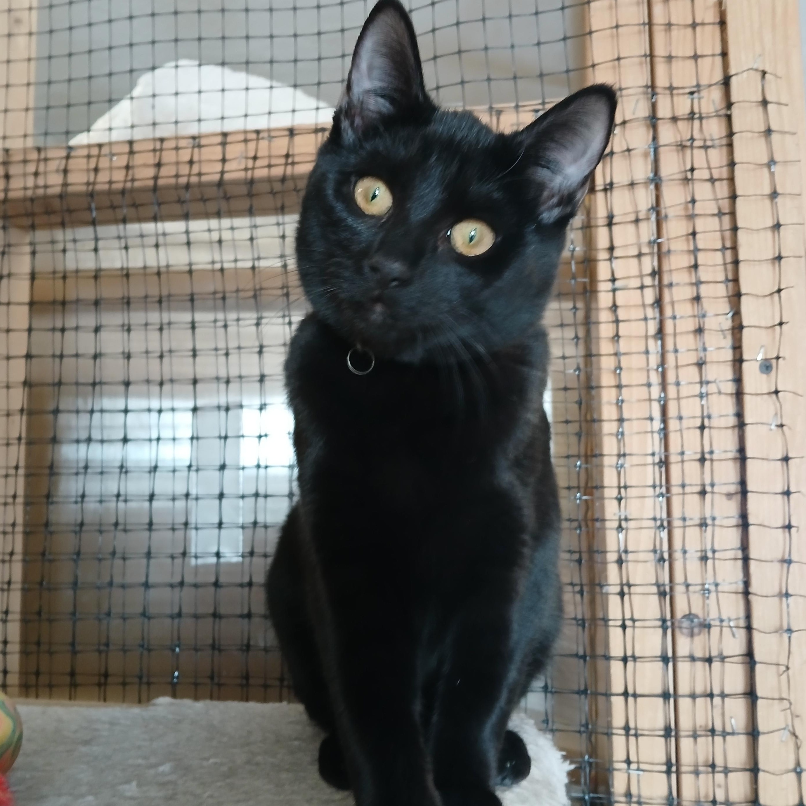 Mochi, adoptable, Young Male Domestic Short Hair.