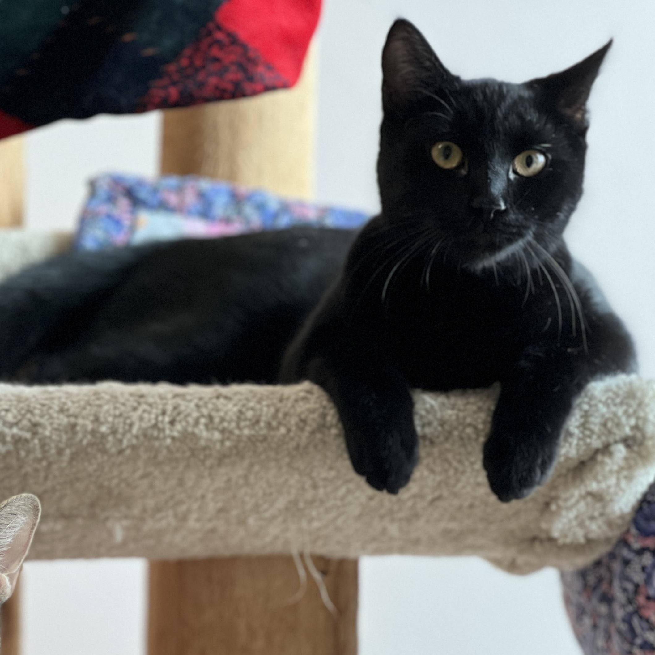 Mochi, an adoptable mixed breed in Germansville, PA image 3/5