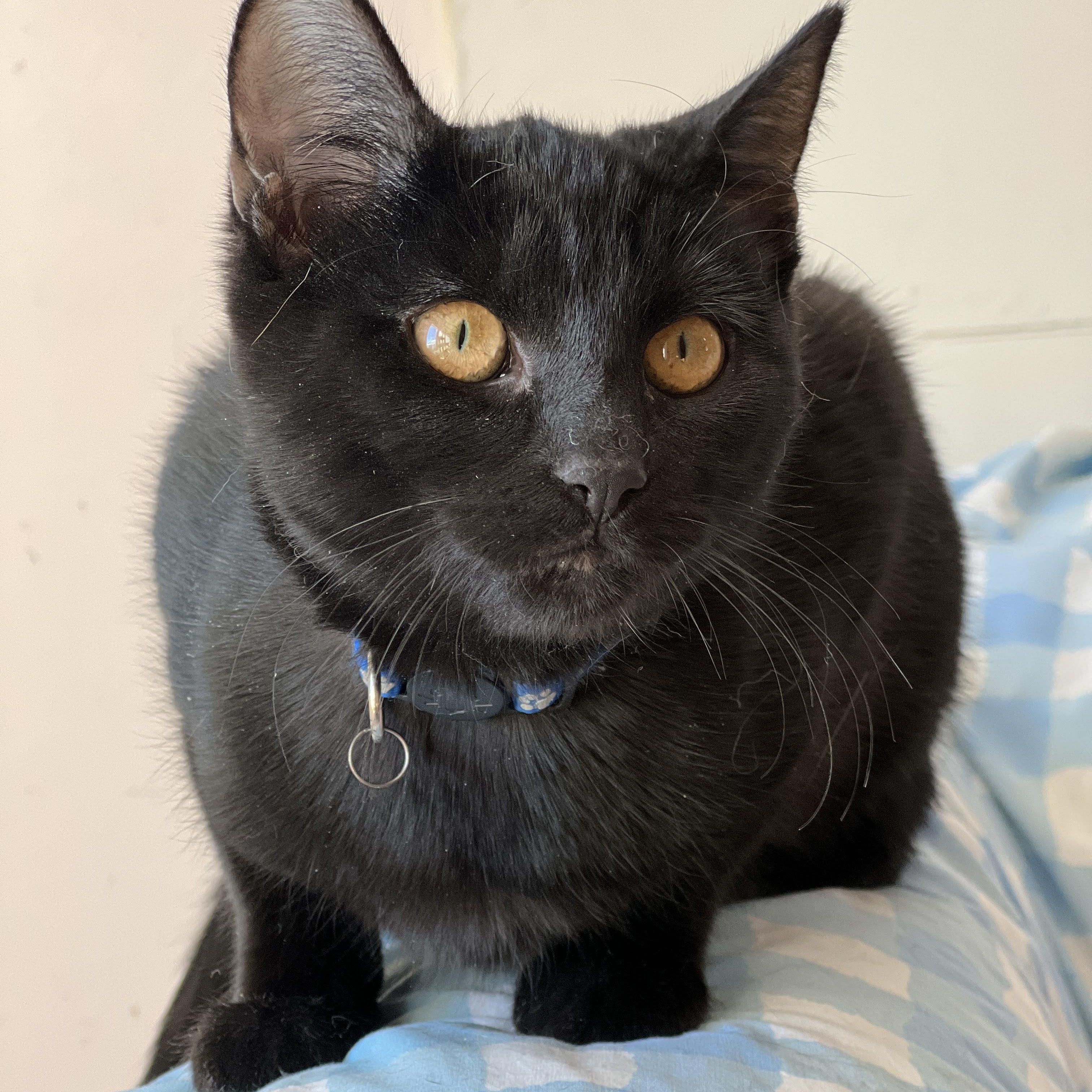 Mochi, an adoptable mixed breed in Germansville, PA image 5/6
