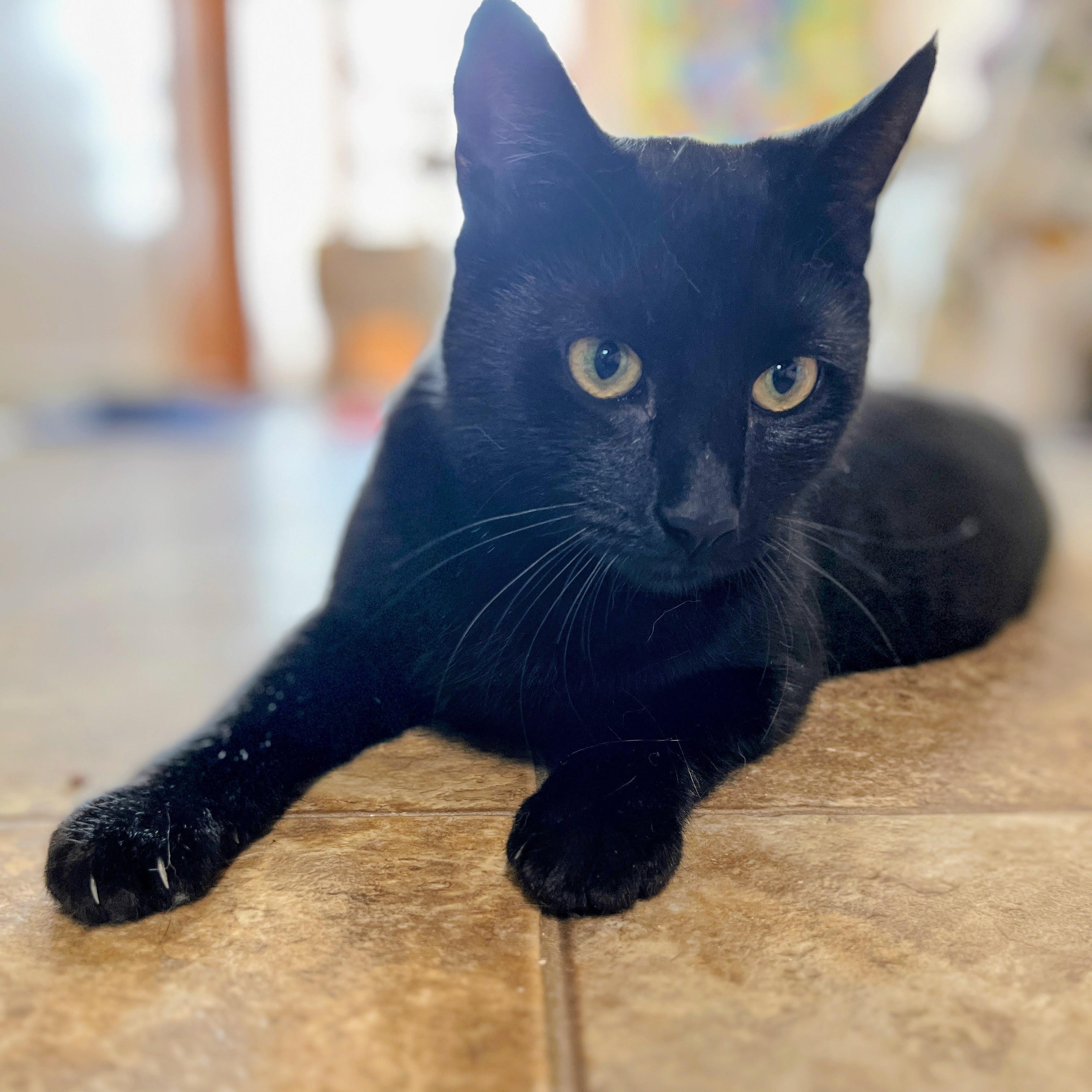 Mochi, an adoptable mixed breed in Germansville, PA image 4/5