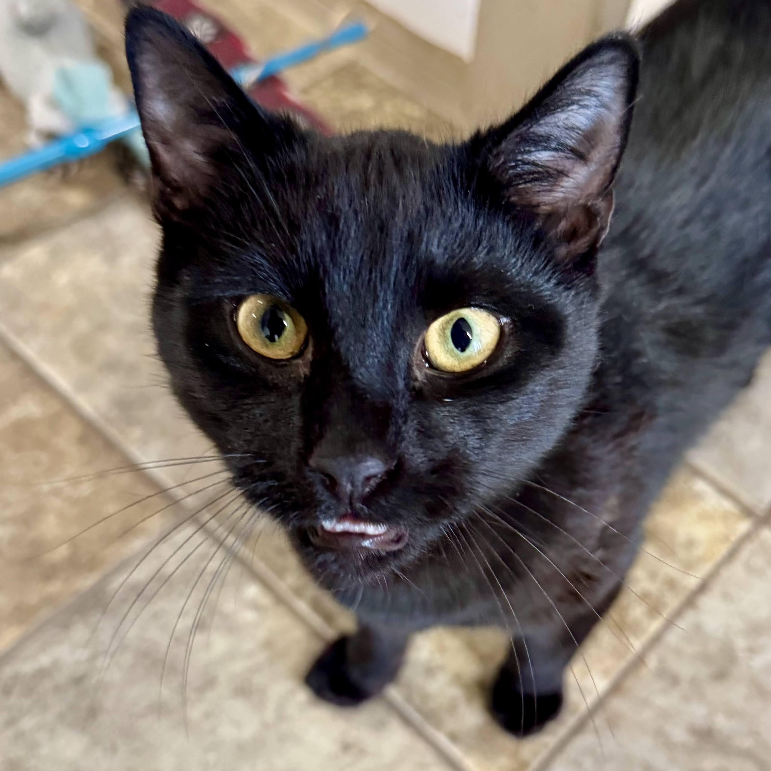Mochi, an adoptable mixed breed in Germansville, PA image 6/6
