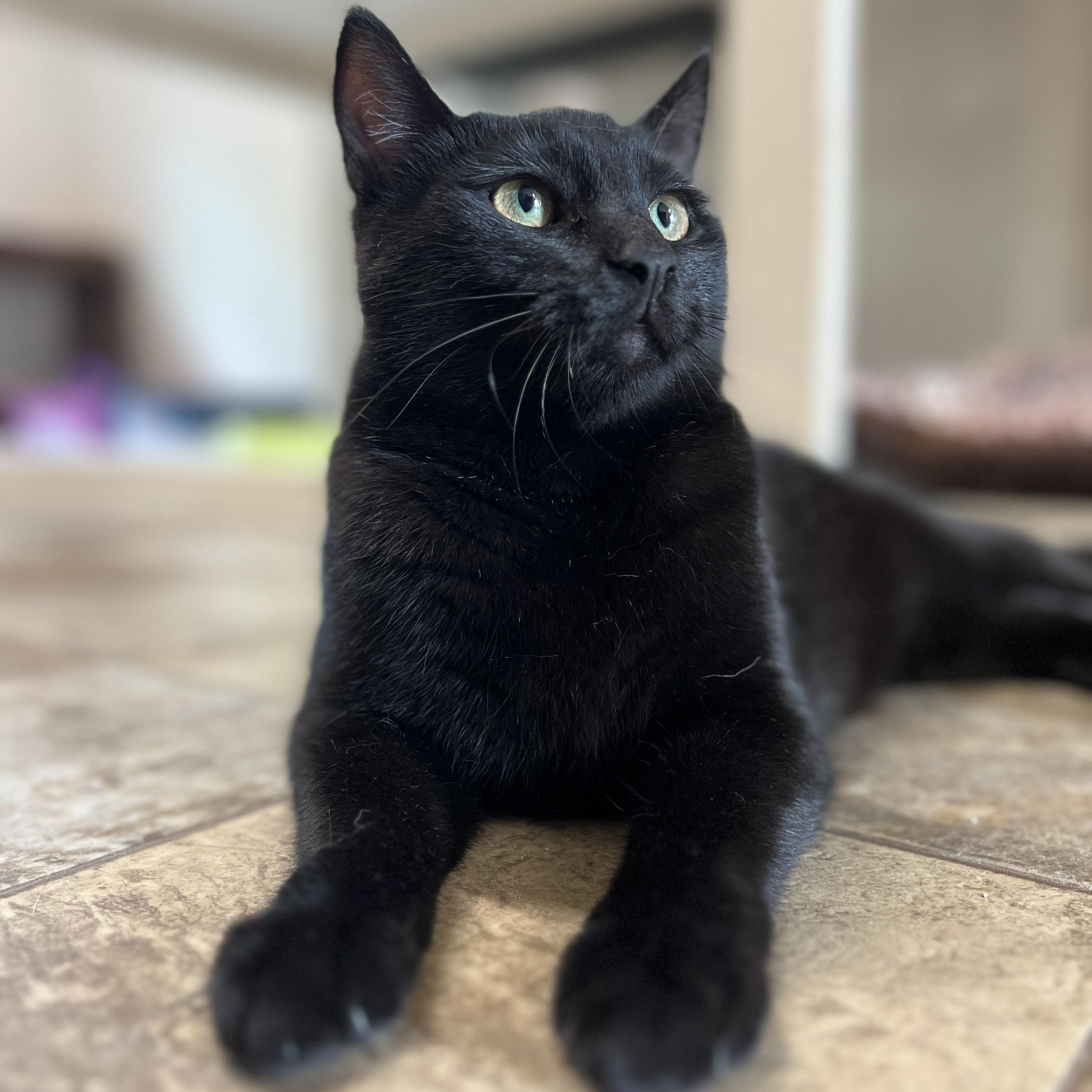 Mochi, an adoptable mixed breed in Germansville, PA image 5/5