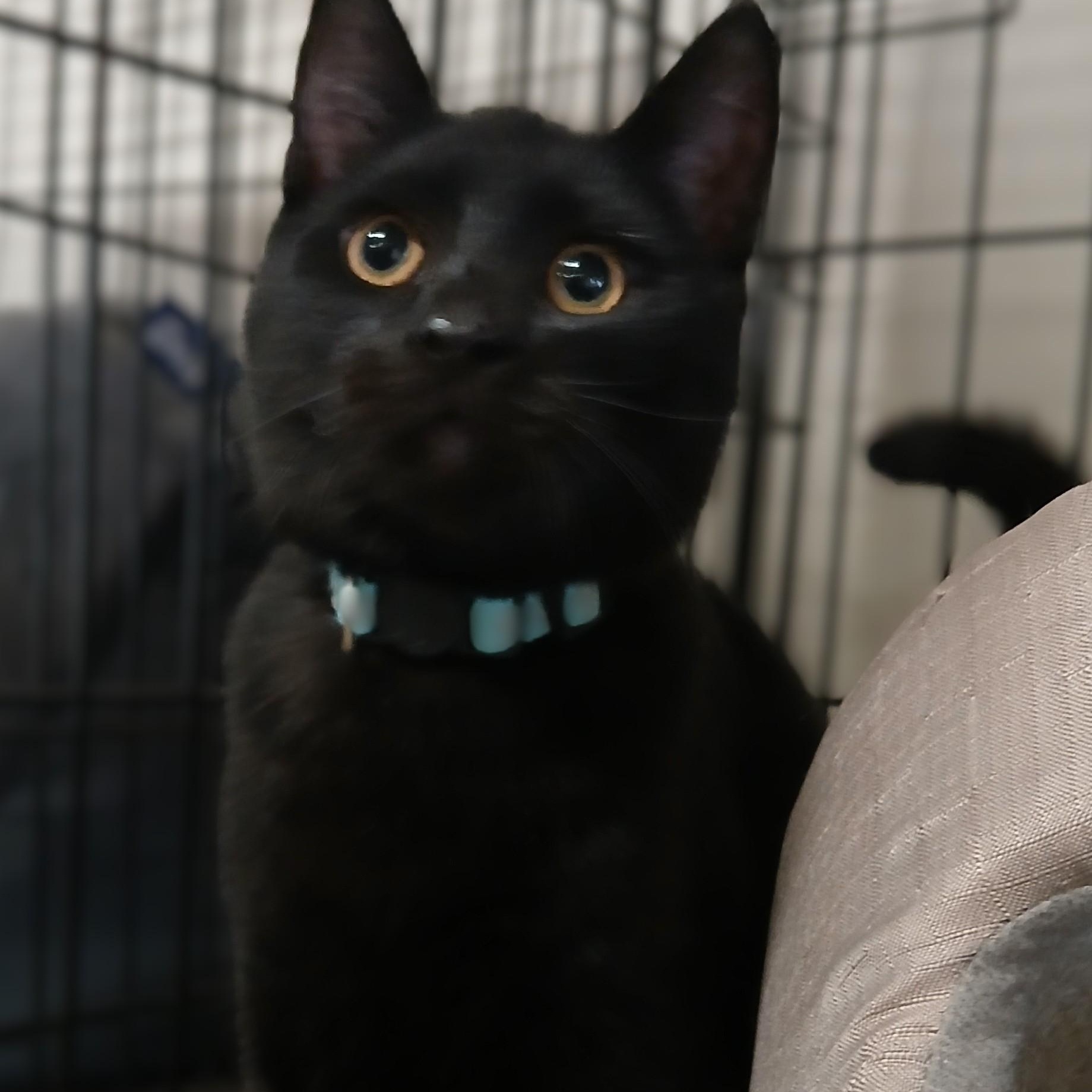 Mochi, an adoptable mixed breed in Germansville, PA image 3/6