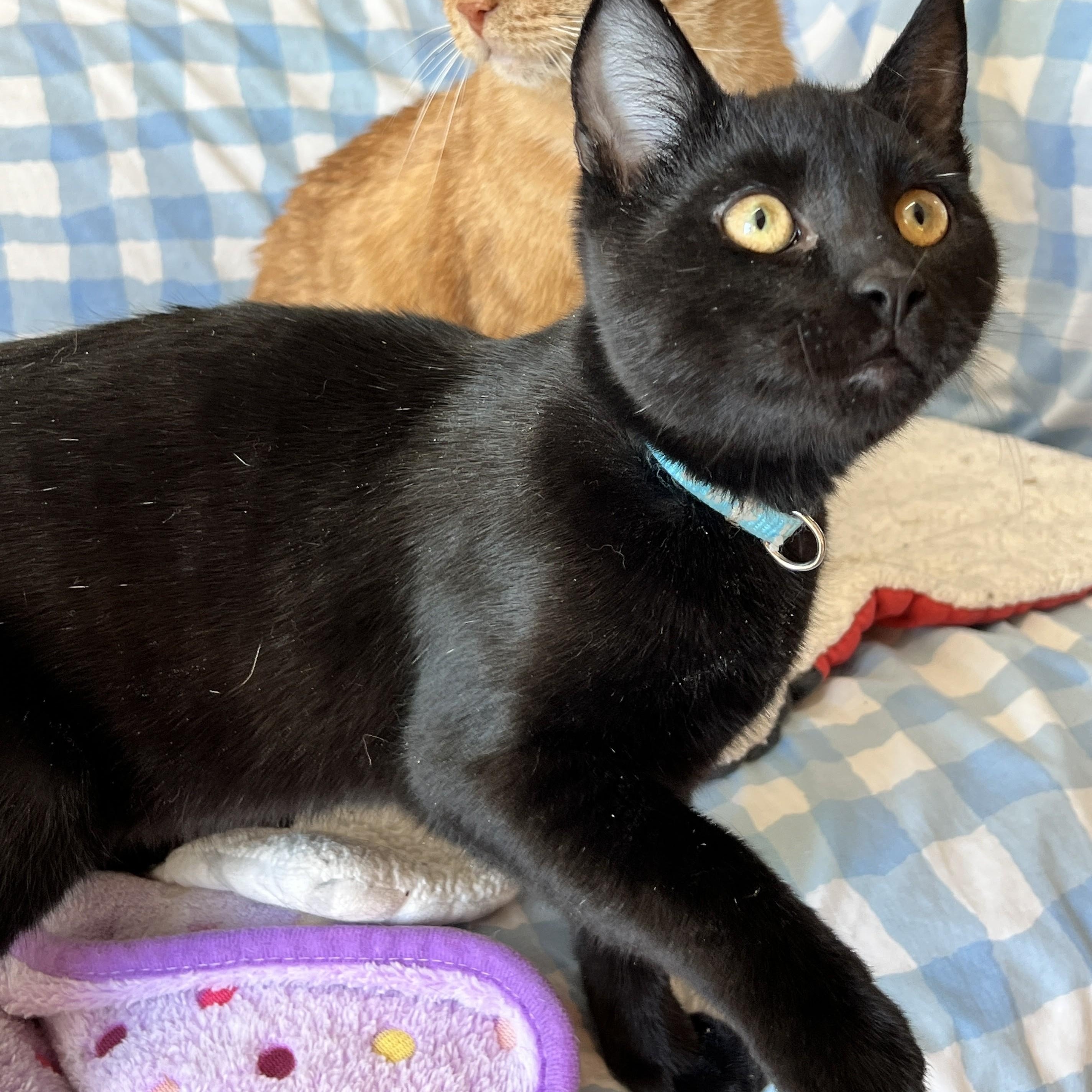 Mochi, an adoptable mixed breed in Germansville, PA image 2/6