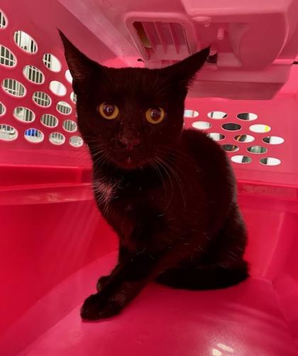 Enlarge Midnight, a Adoptable mixed breed in Daytona Beach, FL image 1/1