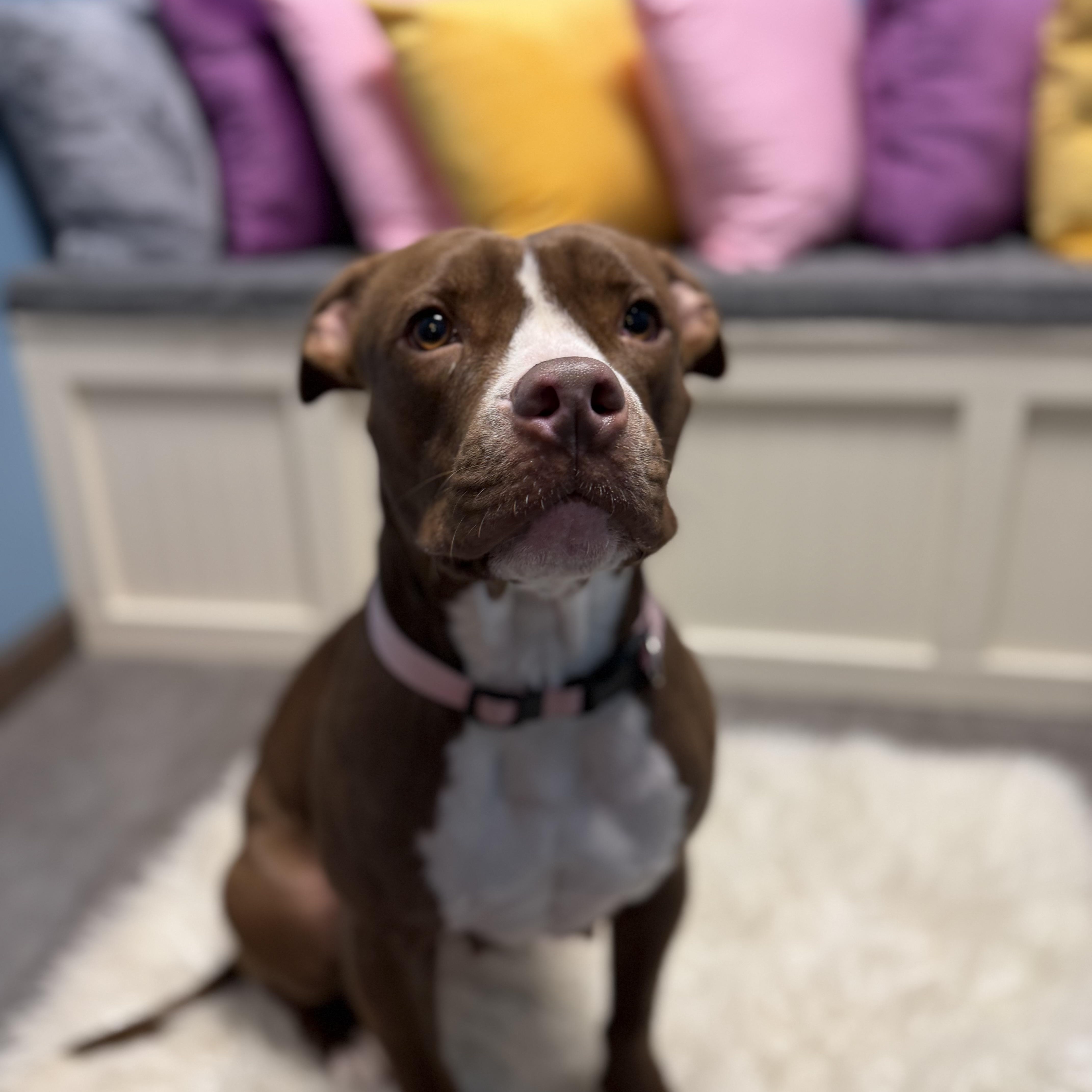 Enlarge Amber, a ADOPTABLE mixed breed in Cumberland, RI image 3/6