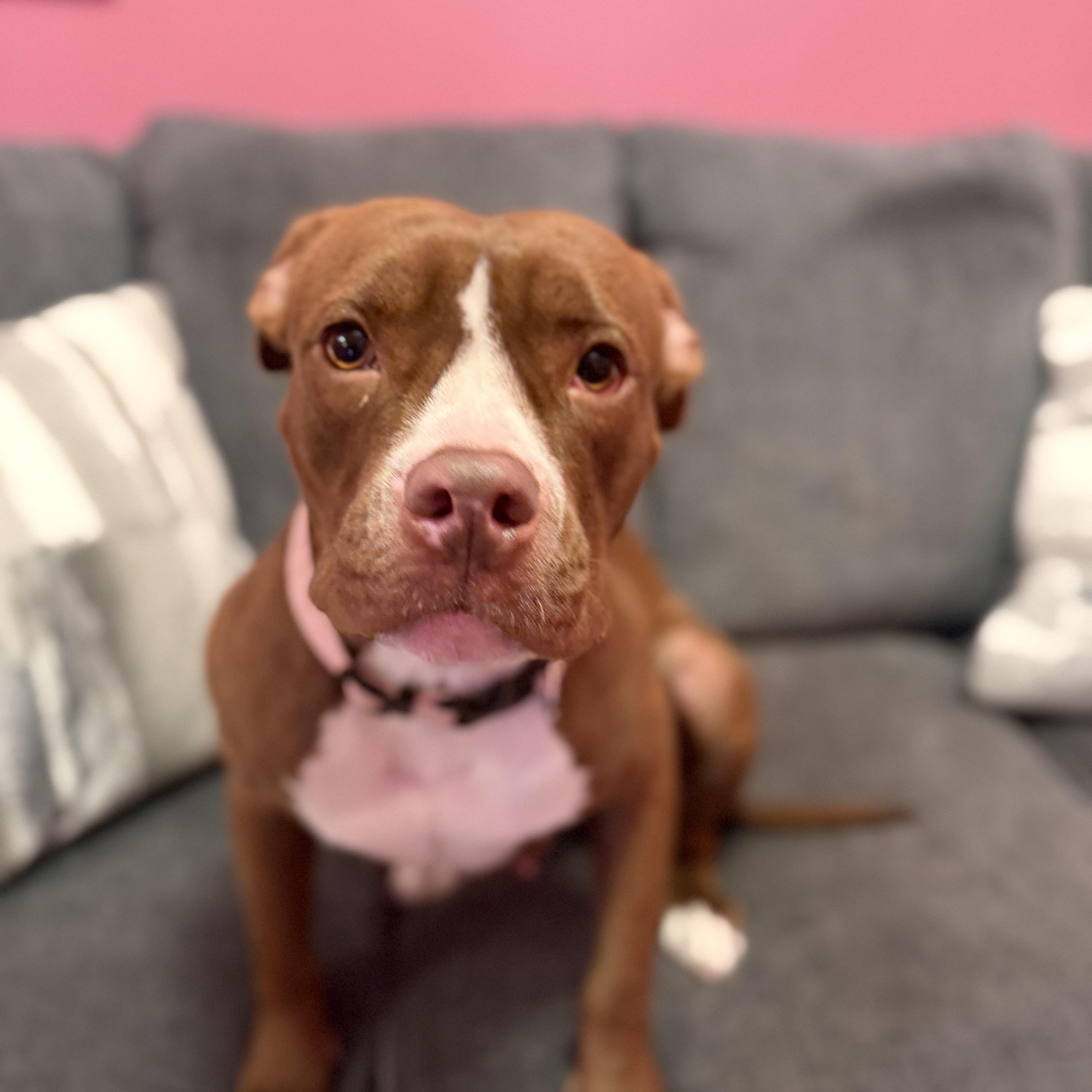 Enlarge Amber, a ADOPTABLE mixed breed in Cumberland, RI image 5/6
