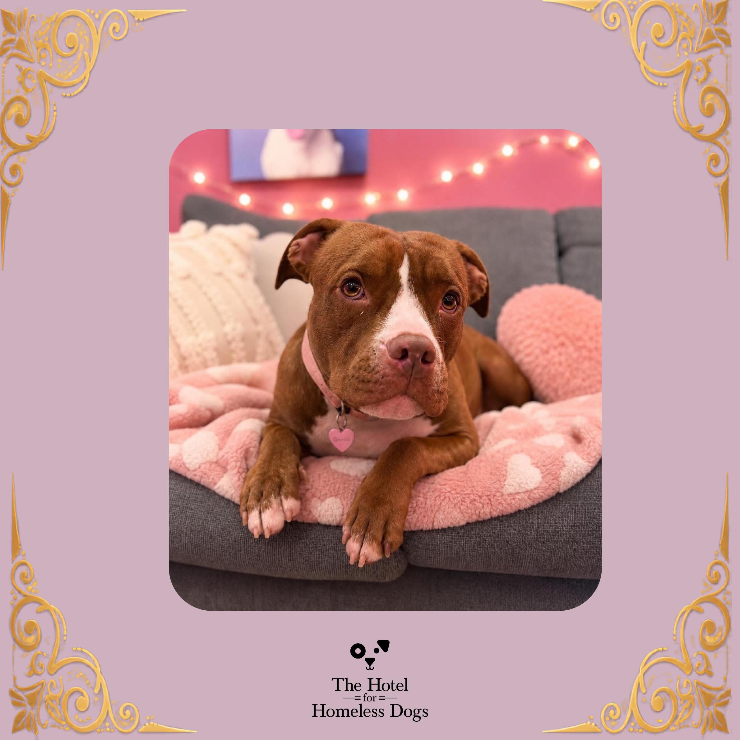 Enlarge Amber, a Adoptable mixed breed in Cumberland, RI image 1/6