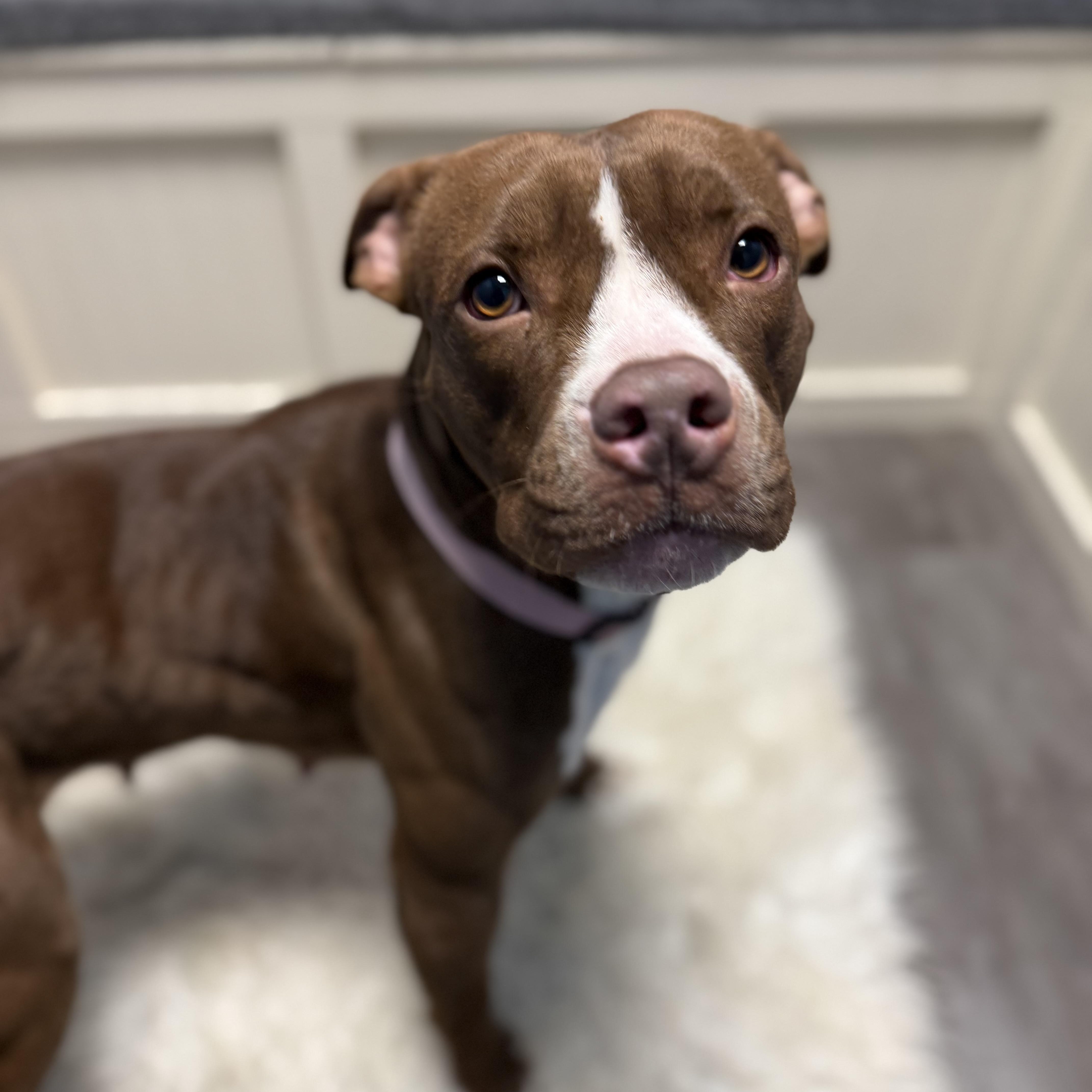 Enlarge Amber, a ADOPTABLE mixed breed in Cumberland, RI image 4/6