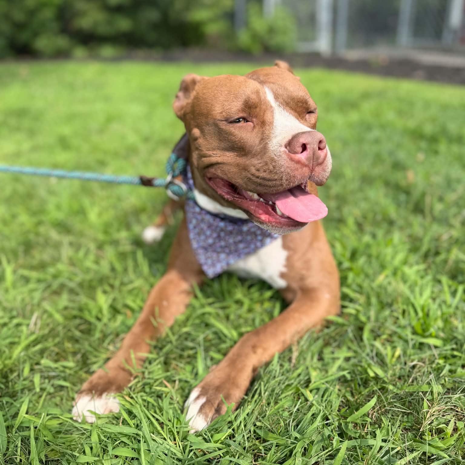 Enlarge Amber, a ADOPTABLE mixed breed in Cumberland, RI image 6/6