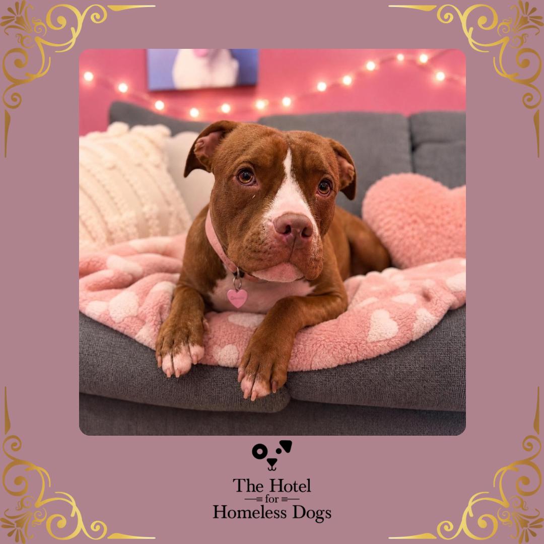 Amber, ADOPTABLE, Adult Female American Staffordshire Terrier & Terrier.