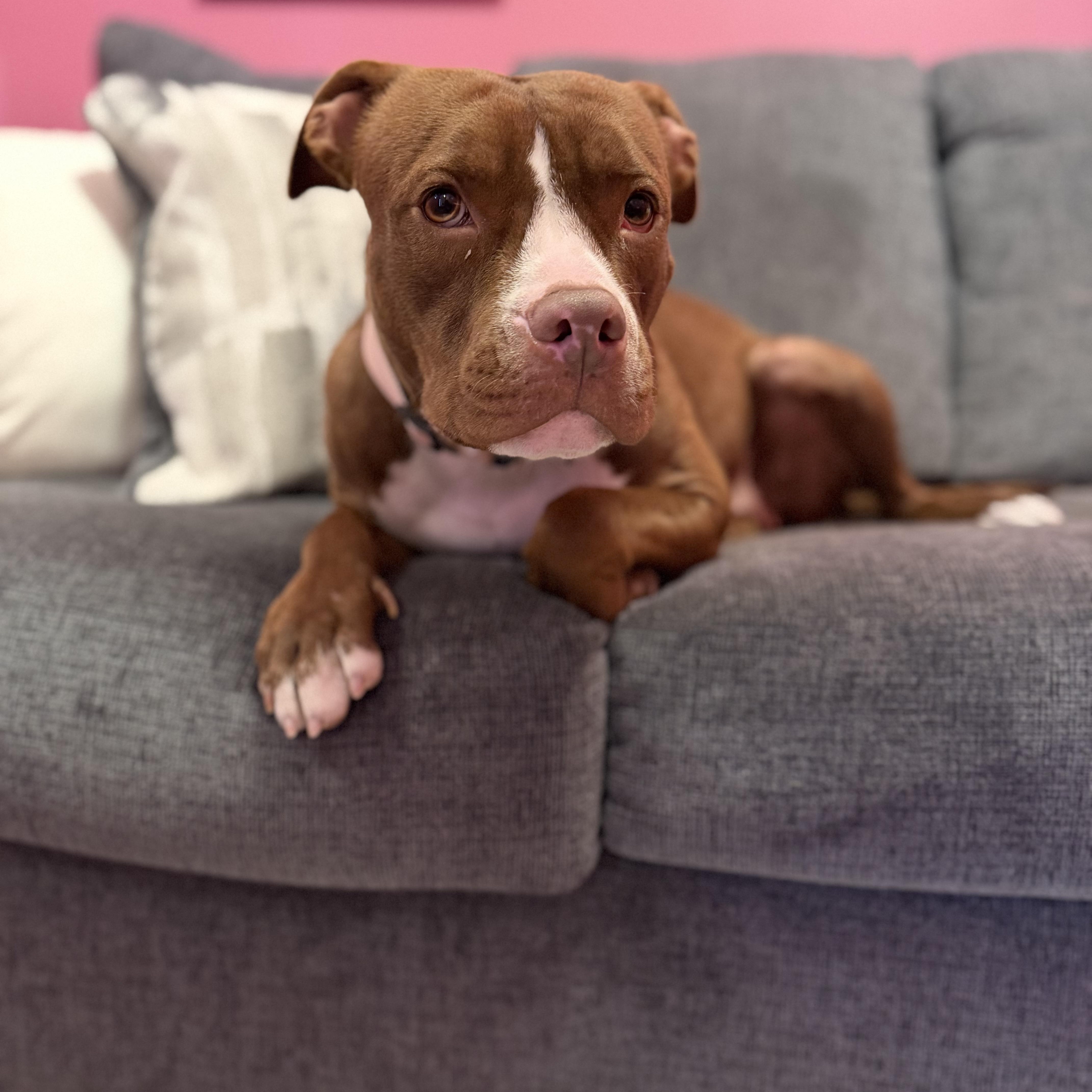 Enlarge Amber, a ADOPTABLE mixed breed in Cumberland, RI image 6/6