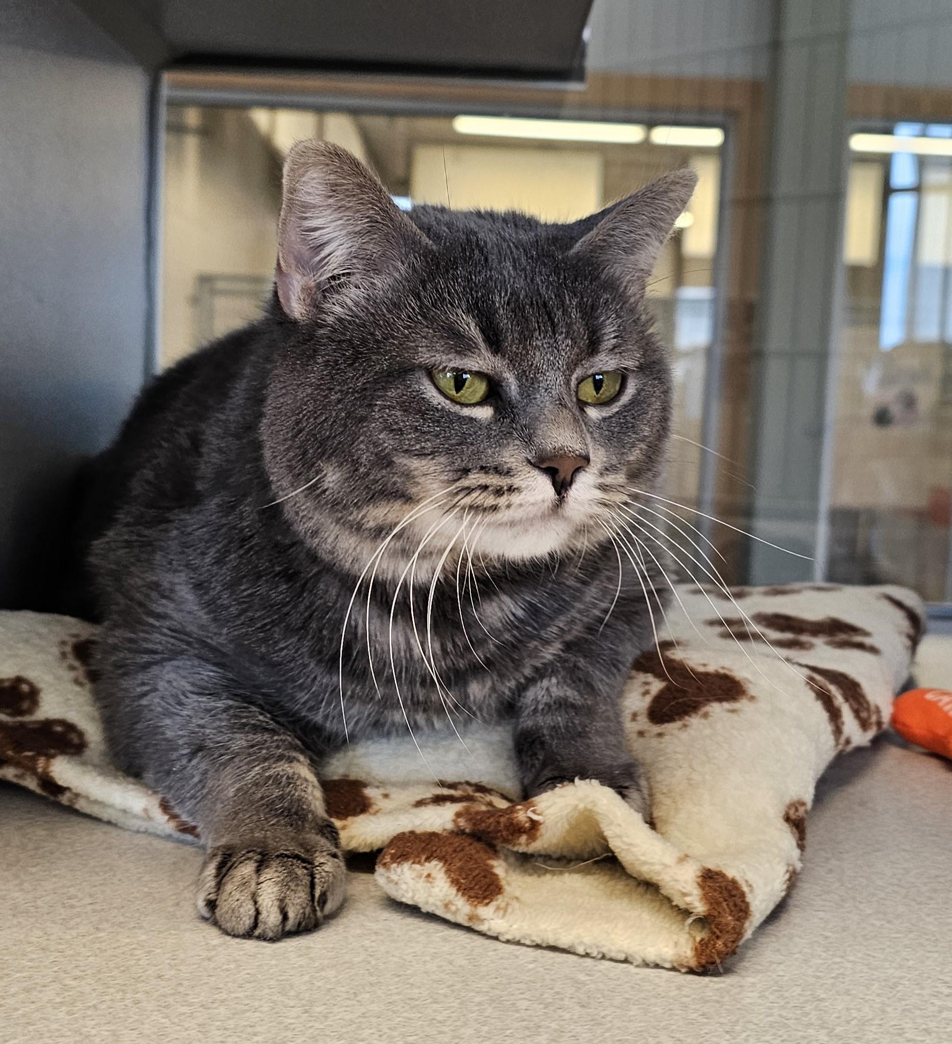 Enlarge Queenie, a ADOPTABLE Domestic Short Hair in Cedar Rapids, IA image 3/4