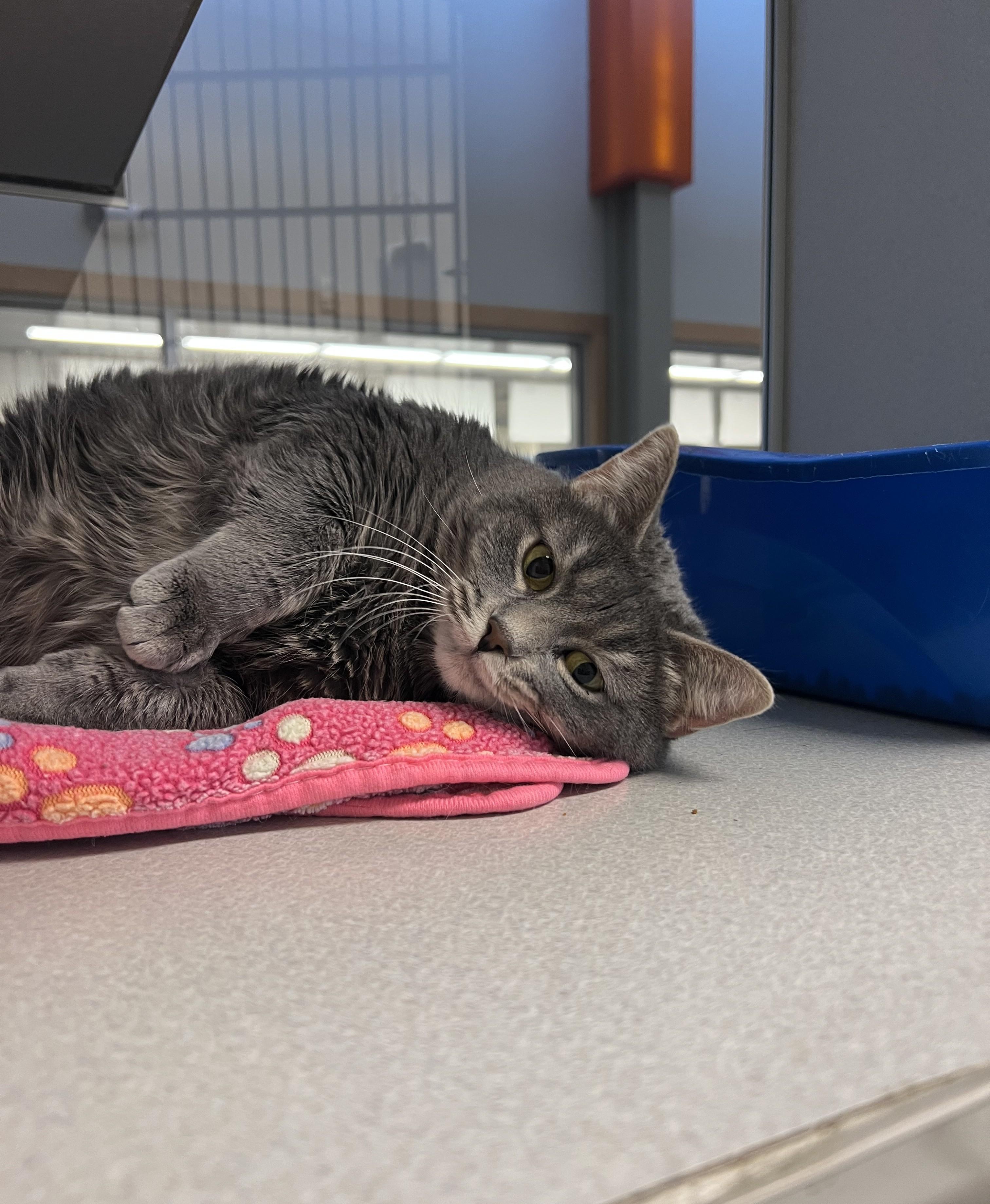 Enlarge Queenie, a ADOPTABLE Domestic Short Hair in Cedar Rapids, IA image 2/4