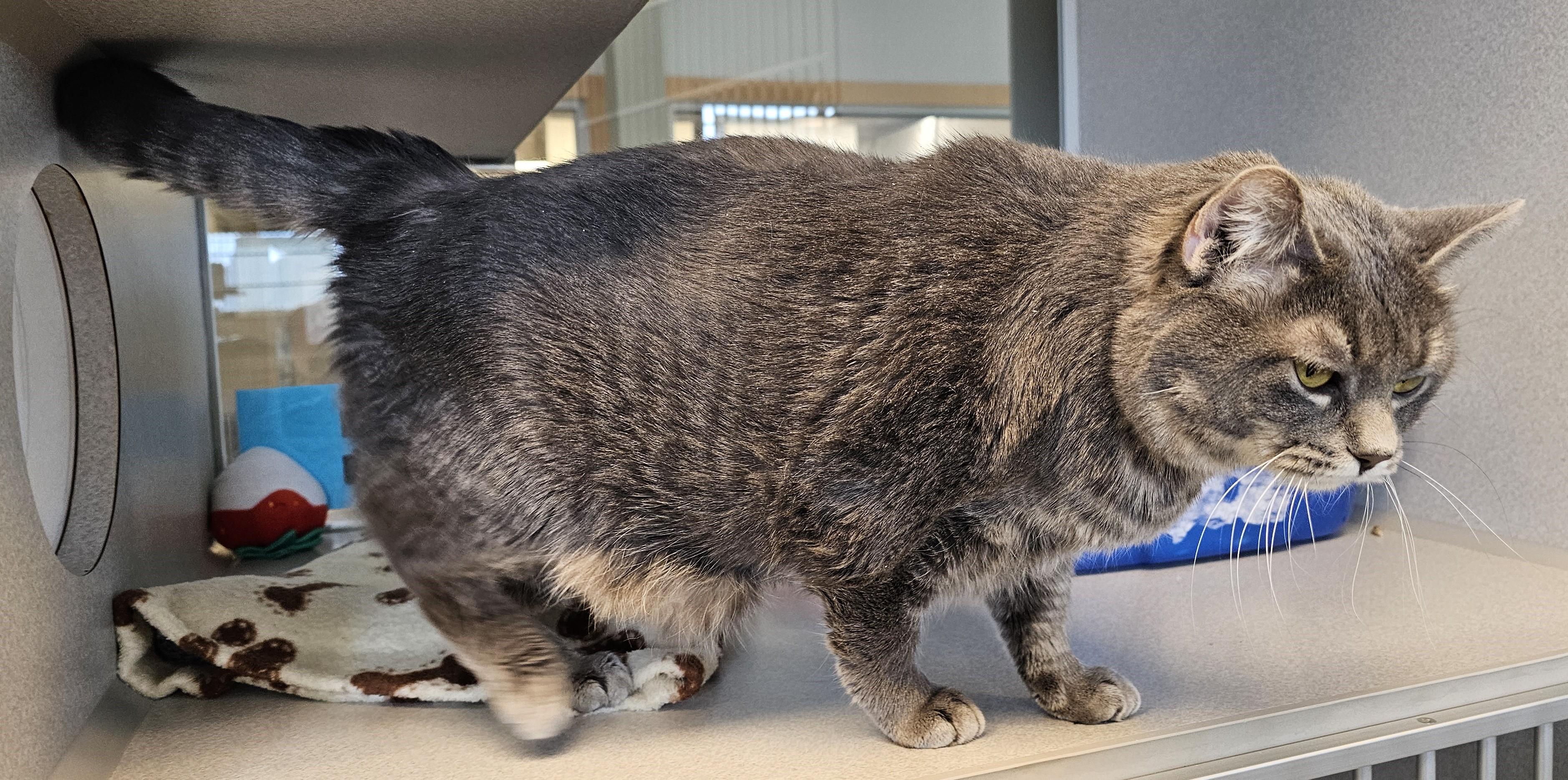 Enlarge Queenie, a ADOPTABLE Domestic Short Hair in Cedar Rapids, IA image 4/4