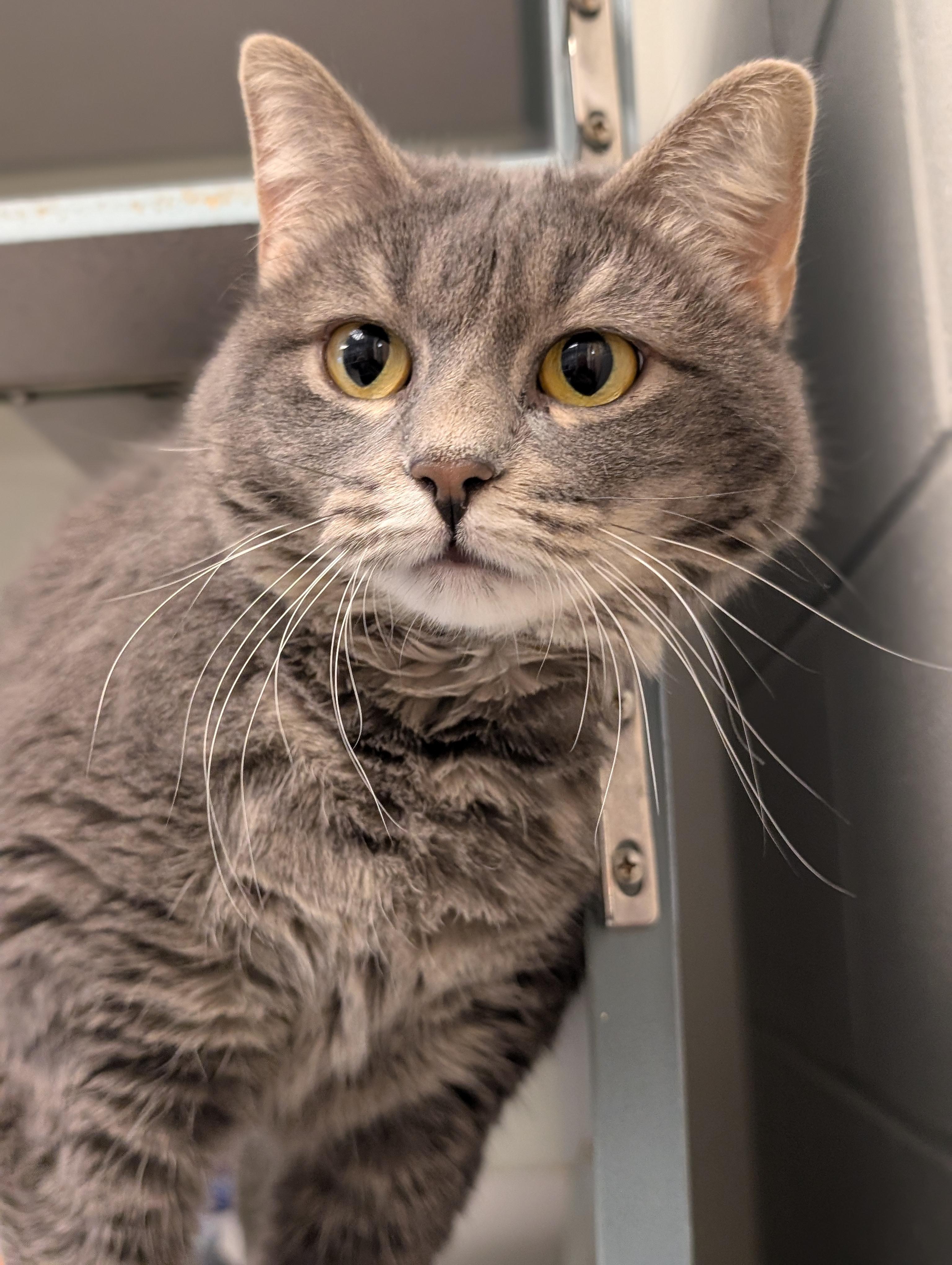 Queenie, ADOPTABLE, Adult Female Domestic Short Hair.
