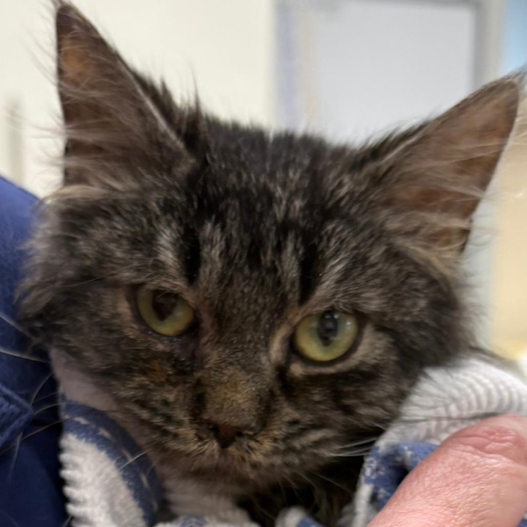 Enlarge Peggy (26-2459), a Adoptable Domestic Medium Hair in Fort Smith, AR image 1/1