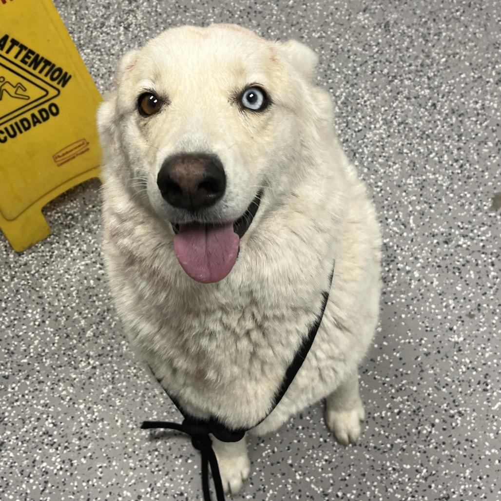 HACC-Stray-34111, Adoptable, Adult Female Husky & German Shepherd Dog.