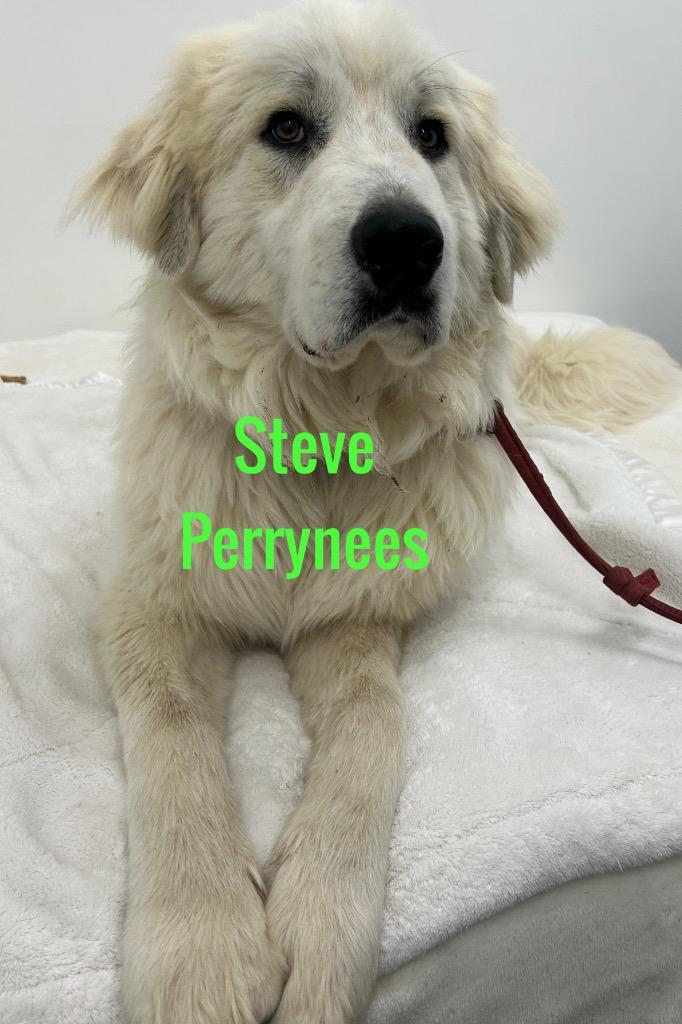 Steve Perrynees, Adoptable, Adult Male Great Pyrenees.