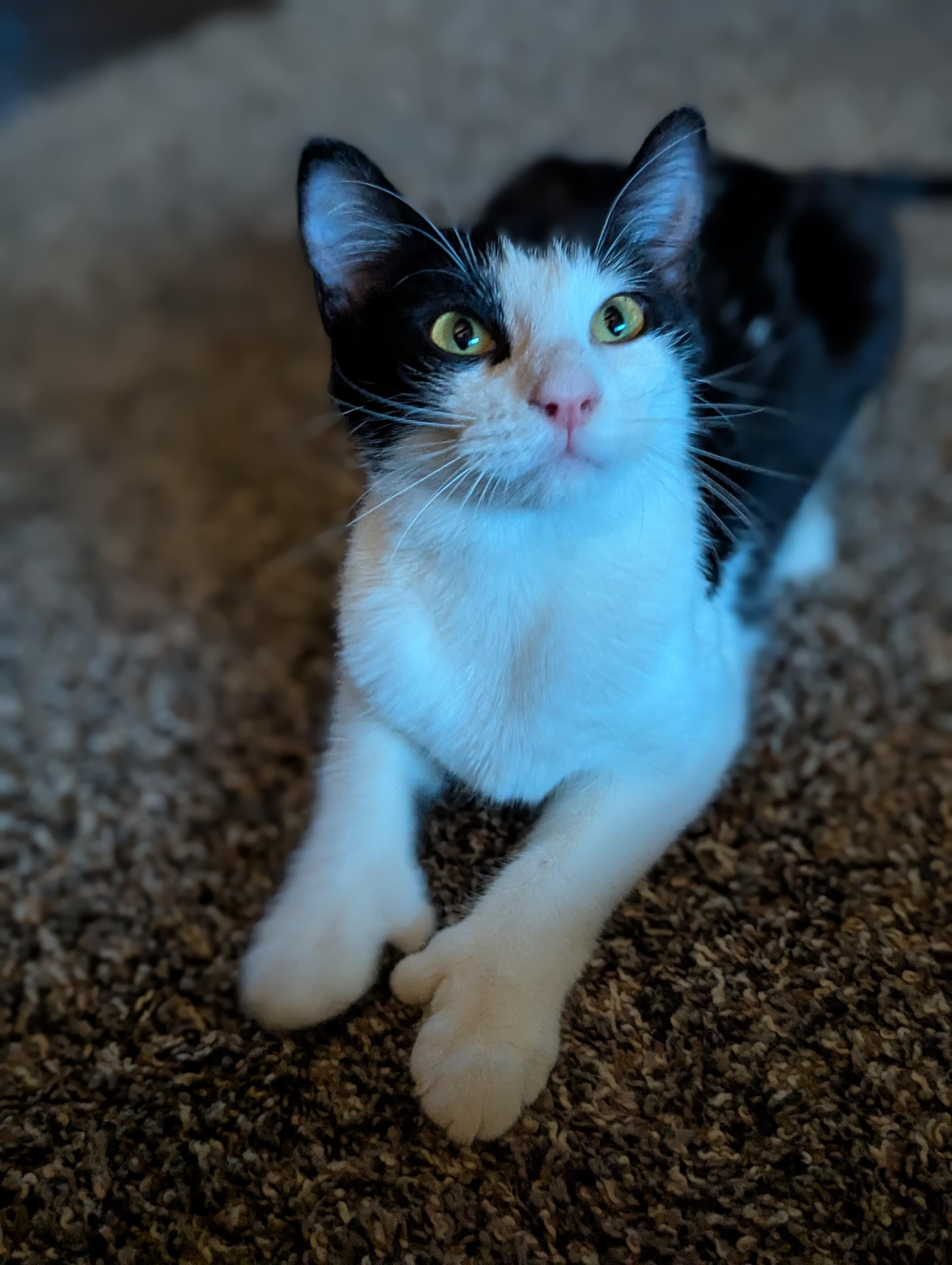 Enlarge Abigail , a ADOPTABLE Extra-Toes Cat / Hemingway Polydactyl in Medford, WI image 1/1