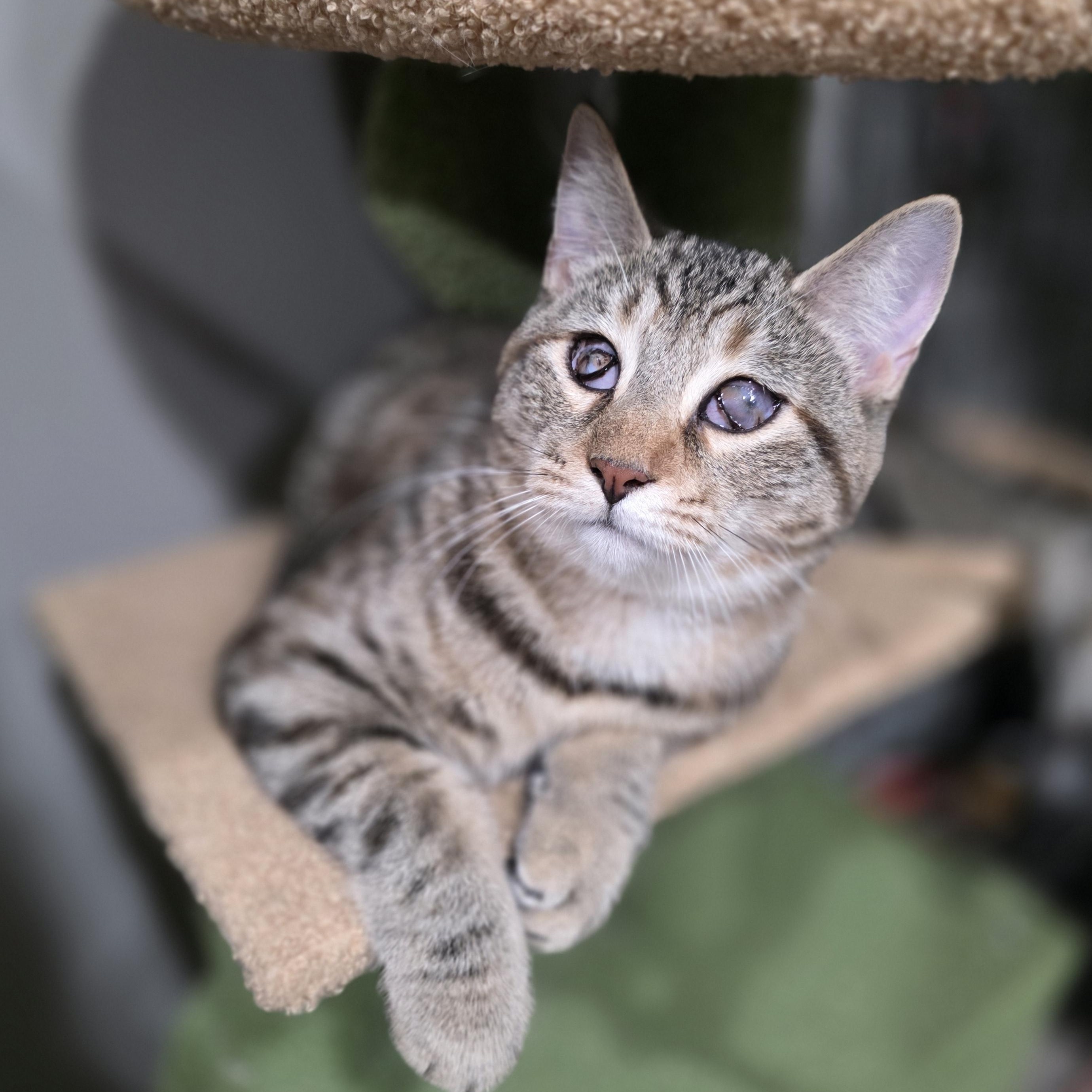 Serenity, adopted, Young Female Torbie & Domestic Short Hair.