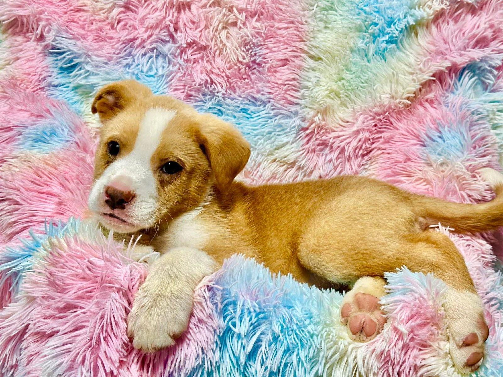 Enlarge Oopsie Bear EG in RI, a Adoptable Labrador Retriever in Warwick, RI image 1/2