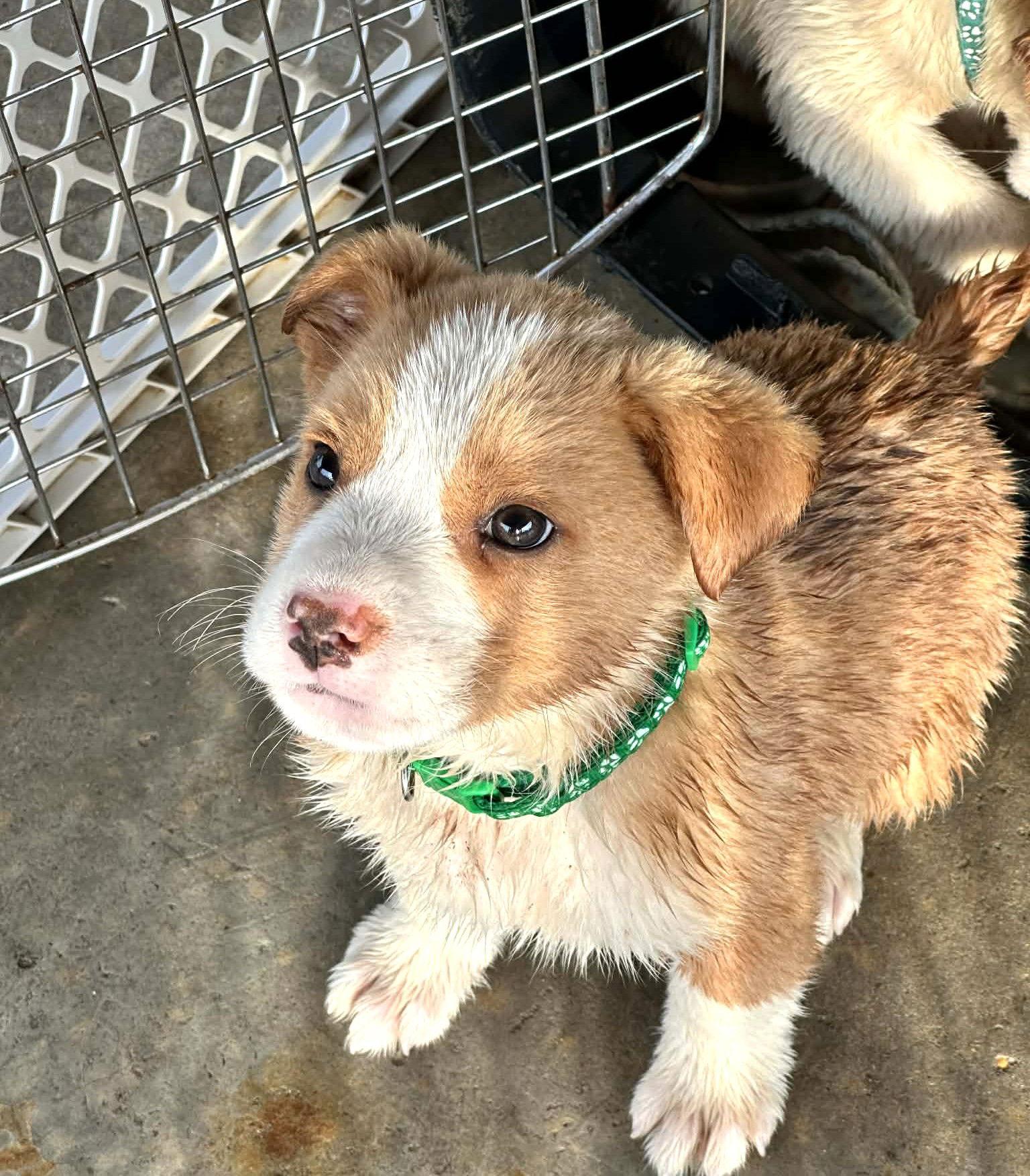 Enlarge Oopsie Bear EG in RI, a Adoptable Labrador Retriever in Warwick, RI image 2/2
