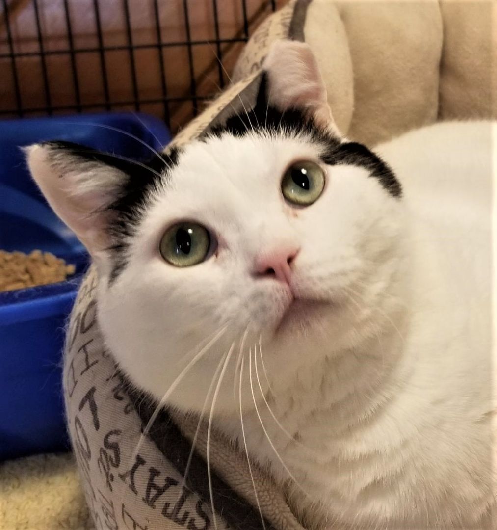 Enlarge Ruby, a Adoptable Domestic Short Hair in Warwick, NY image 1/3