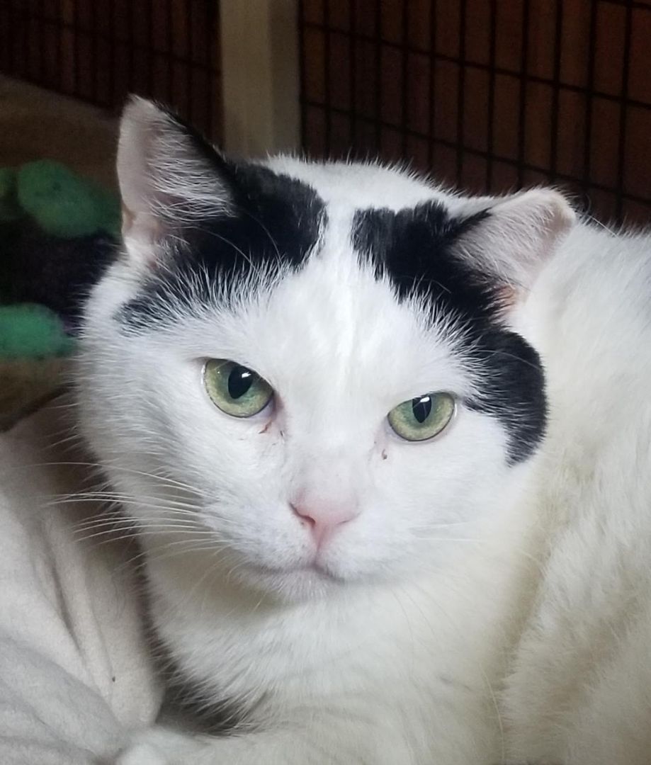 Enlarge Ruby, a Adoptable Domestic Short Hair in Warwick, NY image 2/3