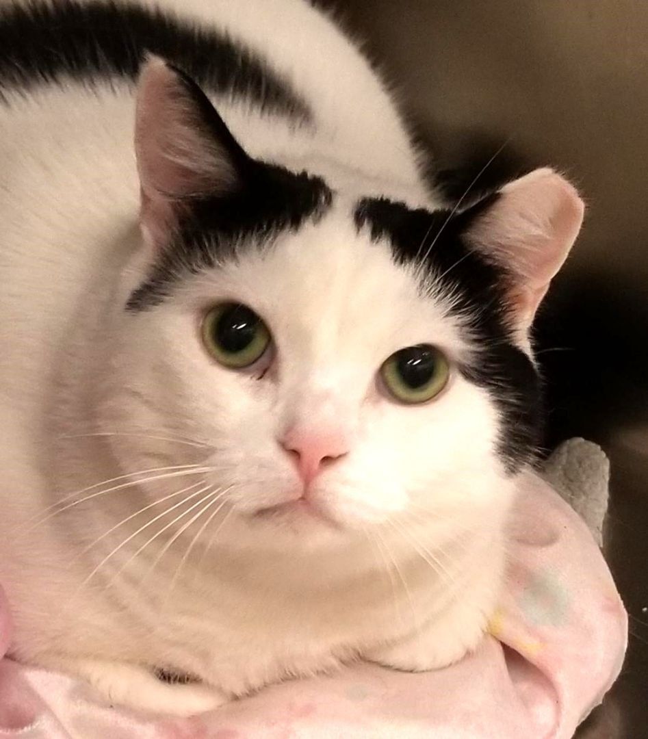 Enlarge Ruby, a Adoptable Domestic Short Hair in Warwick, NY image 3/3