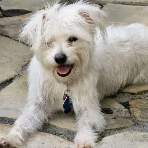 Glory, Adoptable, Young Female Terrier & Mixed Breed.